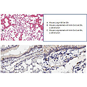 Anti-Cxcl1 (RABBIT) Antibody, 100µg, Liquid (sterile filtered)