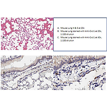 Anti-Cxcl1 (RABBIT) Antibody, 100µg, Liquid (sterile filtered)