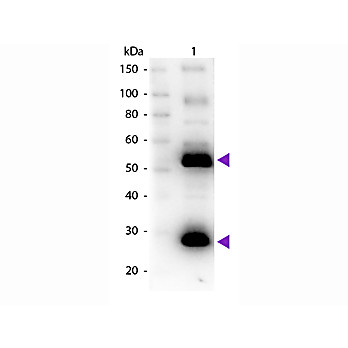 Anti-HUMAN IgG (H&L) (GOAT) Antibody Biotin Conjugated (Min X Bv Ch Gt GP Ham Hs Ms Rb Rt & Sh Serum Proteins), 1mg, Lyophilized