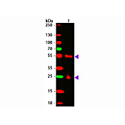Anti-MOUSE IgG [H&L] (GOAT) Antibody CY5 Conjugated Min X Bv Ch Gt GP Ham Hs Hu Rb Rt & Sh Serum Proteins, 1mg, Lyophilized