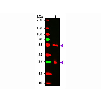Anti-MOUSE IgG [H&L] (GOAT) Antibody CY5 Conjugated Min X Bv Ch Gt GP Ham Hs Hu Rb Rt & Sh Serum Proteins, 1mg, Lyophilized