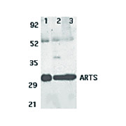 Anti-ARTS (RABBIT) Antibody, 100µg, Liquid (sterile filtered)