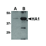 Avian Influenza Hemag. nterm 100µg