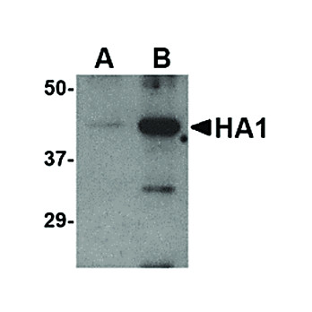 Avian Influenza Hemag. nterm 100µg