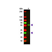 Anti-BOVINE IgG (H&L) (GOAT) Antibody Texas Red™ Conjugated, 2mg, Lyophilized
