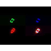 Anti-Histone H3 [Trimethyl Lys27, p Ser28] (RABBIT) Antibody, 50µg, Liquid (sterile filtered)
