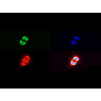Anti-Histone H3 [Trimethyl Lys27, p Ser28] (RABBIT) Antibody, 50µg, Liquid (sterile filtered)