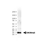 Anti-Histone H3 [Trimethyl Lys36] (RABBIT) Antibody, 50µg, Liquid (sterile filtered)