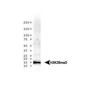 Anti-Histone H3 [Trimethyl Lys36] (RABBIT) Antibody, 50µg, Liquid (sterile filtered)