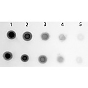 Anti-CYANINE (SHEEP) Antibody Alkaline Phosphatase Conjugated, 1mg, Liquid (sterile filtered)