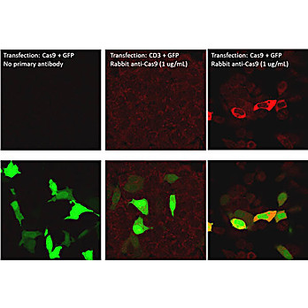 Anti-Cas9 (RABBIT) Antibody DyLight™549 Conjugated, 100µg, Lyophilized