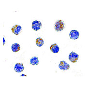 Anti-AIF (RABBIT) Antibody, 100µg, Liquid (sterile filtered)