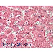 Anti-PI4K beta (RABBIT) Antibody, 100µg, Liquid (sterile filtered)