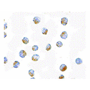 Anti-BUB1 (RABBIT) Antibody, 100µg, Liquid (sterile filtered)