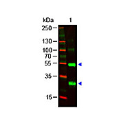 Anti-HUMAN ? (lambda chain) (GOAT) Antibody, 1mg, Liquid (sterile filtered)