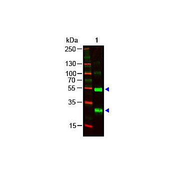 Anti-HUMAN ? (lambda chain) (GOAT) Antibody, 1mg, Liquid (sterile filtered)