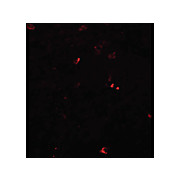 Anti-BCAS3 (RABBIT) Antibody, 100µg, Liquid (sterile filtered)