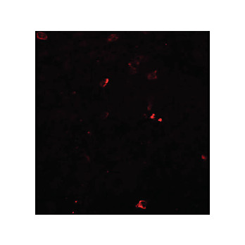 Anti-BCAS3 (RABBIT) Antibody, 100µg, Liquid (sterile filtered)