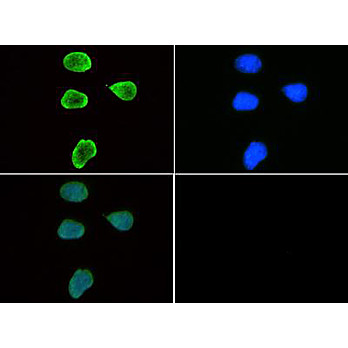 Anti-Histone H3 [Trimethyl Lys9] (RABBIT) Antibody, 50µg, Liquid (sterile filtered)