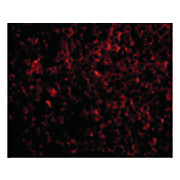 Anti-ATG5 (RABBIT) Antibody, 100µg, Liquid (sterile filtered)