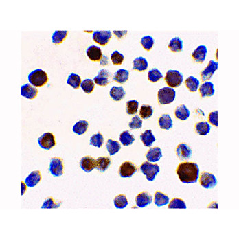 ACINUS cterm hu Acinus-L Antibody 100µg