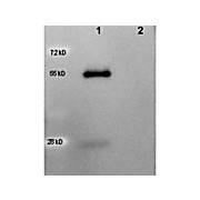 Anti-GOAT IgG (H&L) (RABBIT) Antibody Peroxidase Conjugated (Min X Human Serum Proteins), 100µg, Lyophilized
