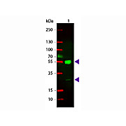 Anti-MOUSE IgG (H&L) (GOAT) Antibody Rhodamine Conjugated, 2mg, Lyophilized