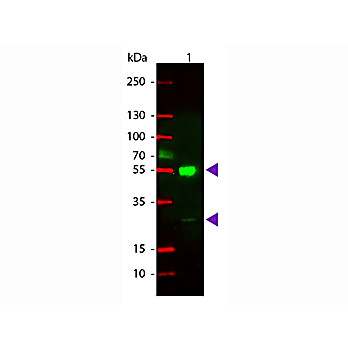 Anti-MOUSE IgG (H&L) (GOAT) Antibody Rhodamine Conjugated, 2mg, Lyophilized