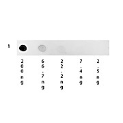 Anti-HUMAN IgG (H&L) (MOUSE) Antibody Rhodamine Conjugated, 1mg, Lyophilized