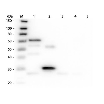 Anti-CHICKEN IgG (H&L) (DONKEY) Antibody Biotin Conjugated (Min X Bv Gt GP Ham Hs Hu Ms Rb Rt & Sh Serum Proteins), 1mg, Lyophilized