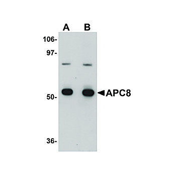 Anti-APC8 (RABBIT) Antibody, 100µg, Liquid (sterile filtered)