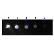 Anti-HUMAN IgG F(c) (RABBIT) Antibody Fluorescein Conjugated, 2mg, Lyophilized
