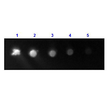 Anti-HUMAN IgG F(c) (RABBIT) Antibody Fluorescein Conjugated, 2mg, Lyophilized