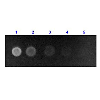 Anti-HUMAN SERUM ALBUMIN (RABBIT) Antibody Fluorescein Conjugated, 1mg, Lyophilized