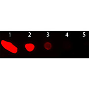 Anti-GOAT IgG (H&L) (DONKEY) Antibody Texas Red™ Conjugated, 2mg, Lyophilized