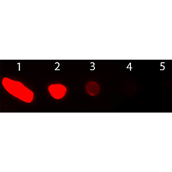 Anti-GOAT IgG (H&L) (DONKEY) Antibody Texas Red™ Conjugated, 2mg, Lyophilized