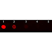 Anti-MOUSE IgG2b (Gamma 2b chain) (GOAT) Antibody Texas Red™ Conjugated (Min Cross Bv, Hu, and Rb Serum Proteins), 1mg, Lyophilized