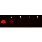 Anti-HUMAN IgG F(c) (GOAT) Antibody Rhodamine Conjugated Min X MOUSE Serum Proteins, 1mg, Lyophilized