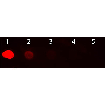 Anti-HUMAN IgG F(c) (GOAT) Antibody Rhodamine Conjugated Min X MOUSE Serum Proteins, 1mg, Lyophilized