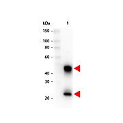 Anti-MOUSE IgG (H&L) (GOAT) Antibody Peroxidase Conjugated (Min X Bv Ch Gt GP Ham Hs Hu Rb Rt & Sh Serum Proteins), 1mg, Lyophilized
