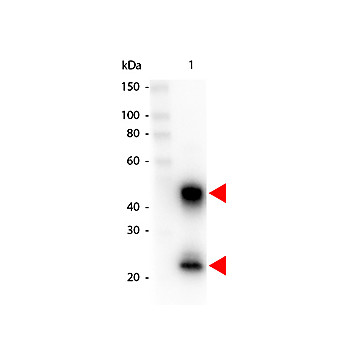 Anti-MOUSE IgG (H&L) (GOAT) Antibody Peroxidase Conjugated (Min X Bv Ch Gt GP Ham Hs Hu Rb Rt & Sh Serum Proteins), 1mg, Lyophilized