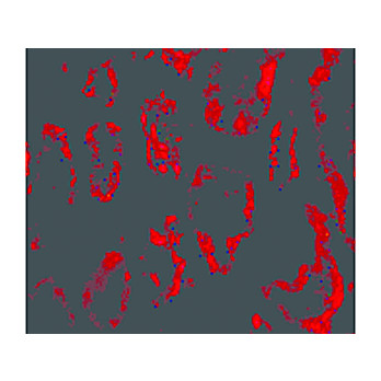 BANF1 nterm Antibody 100µg