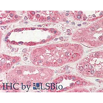 Anti-STIM2 (SHEEP) Antibody, 100µg, Liquid (sterile filtered)