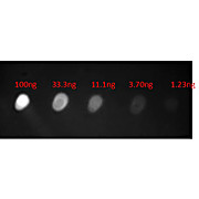 Anti-HUMAN IgA (alpha chain) (GOAT) Antibody Fluorescein Conjugated, 1mg, Lyophilized