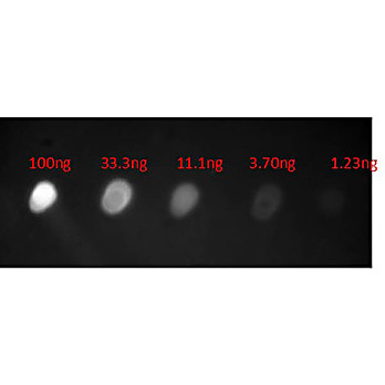 Anti-HUMAN IgA (alpha chain) (GOAT) Antibody Fluorescein Conjugated, 1mg, Lyophilized