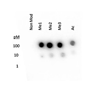 Anti-Histone H3 [methyl Lys27] (RABBIT) Antibody, 50µg, Liquid (sterile filtered)