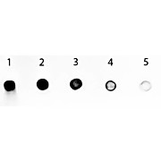 Anti-HUMAN IgG F(c) (RABBIT) Antibody Alkaline Phosphatase Conjugated, 1mg, Liquid (sterile filtered)