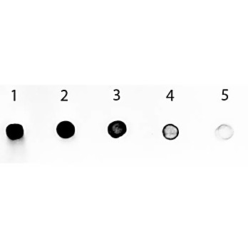 Anti-HUMAN IgG F(c) (RABBIT) Antibody Alkaline Phosphatase Conjugated, 1mg, Liquid (sterile filtered)
