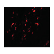 Anti-BCAS1 (RABBIT) Antibody, 100µg, Liquid (sterile filtered)