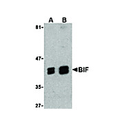 BIF Antibody 100µg